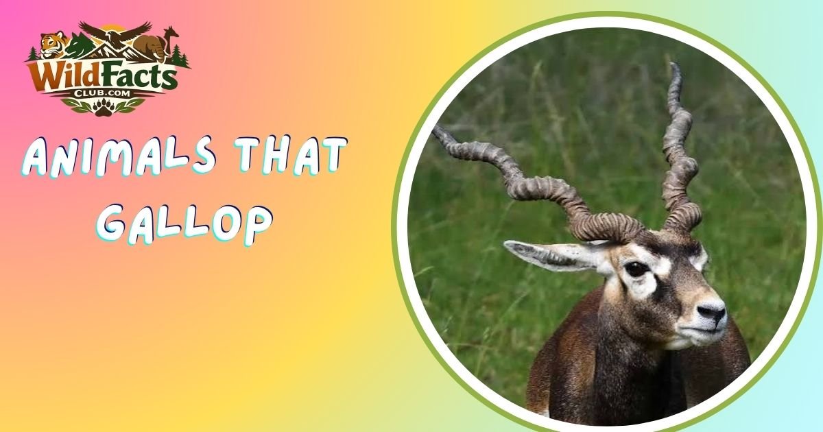Animals That Gallop