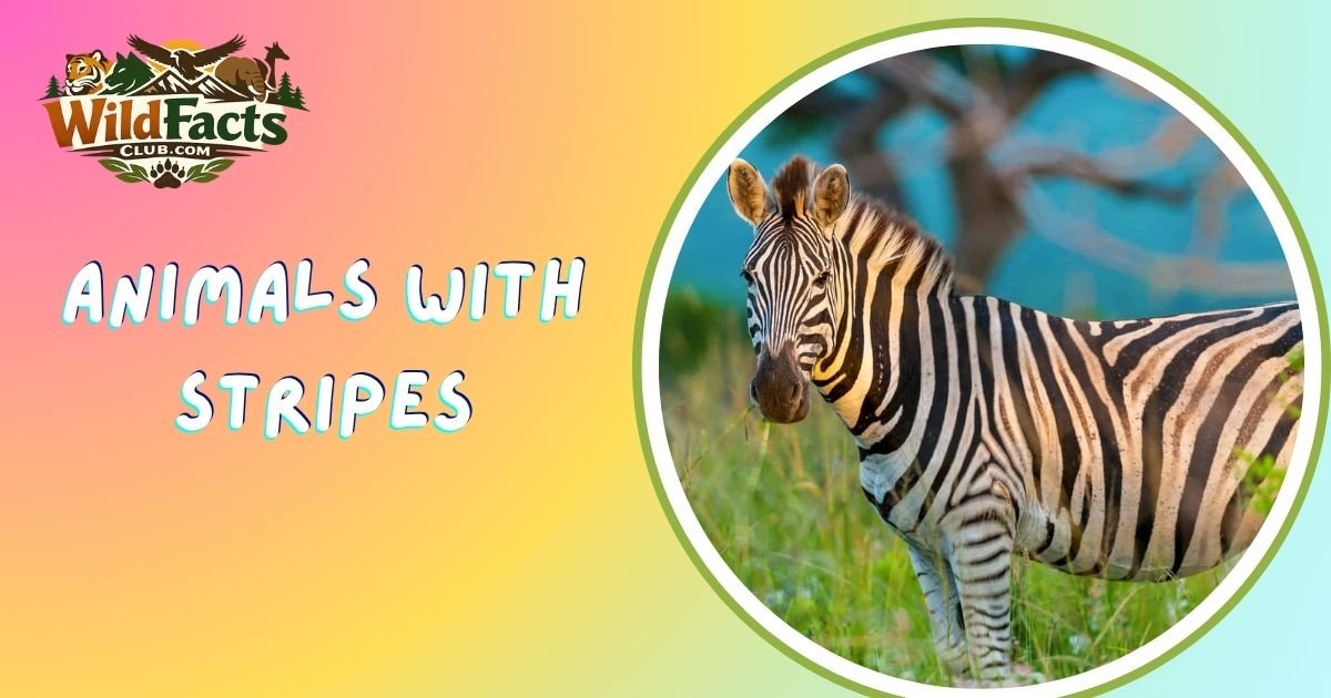 Animals With Stripes