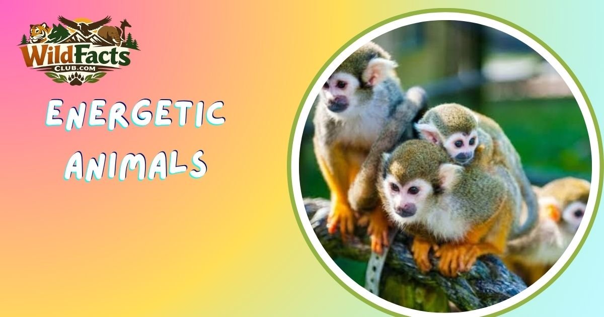 Energetic Animals