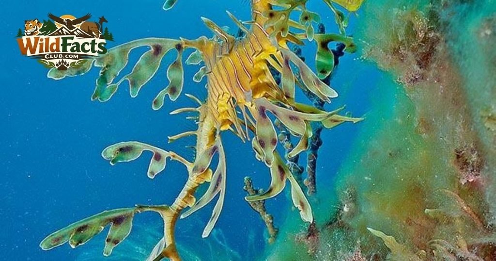 Leafy Seadragon