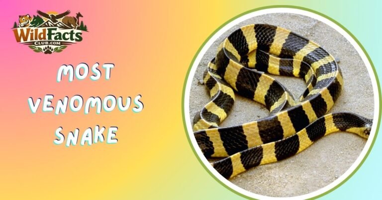 Most Venomous Snake