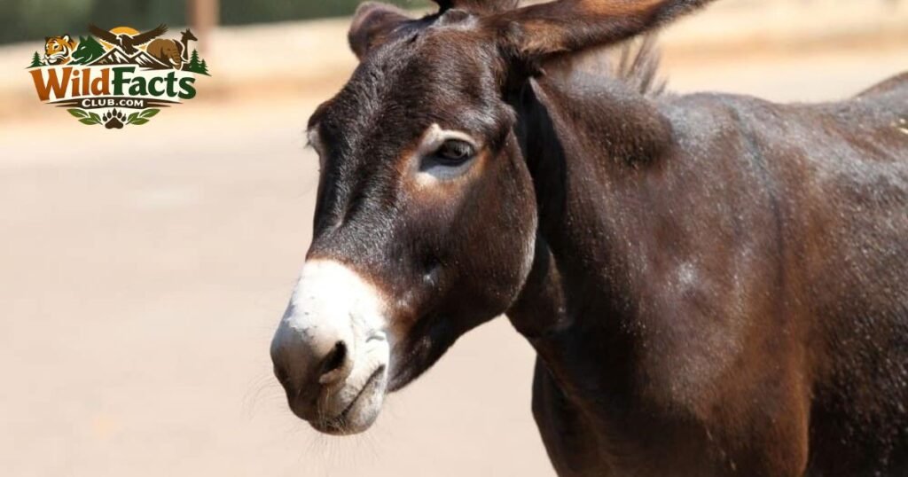 Mules