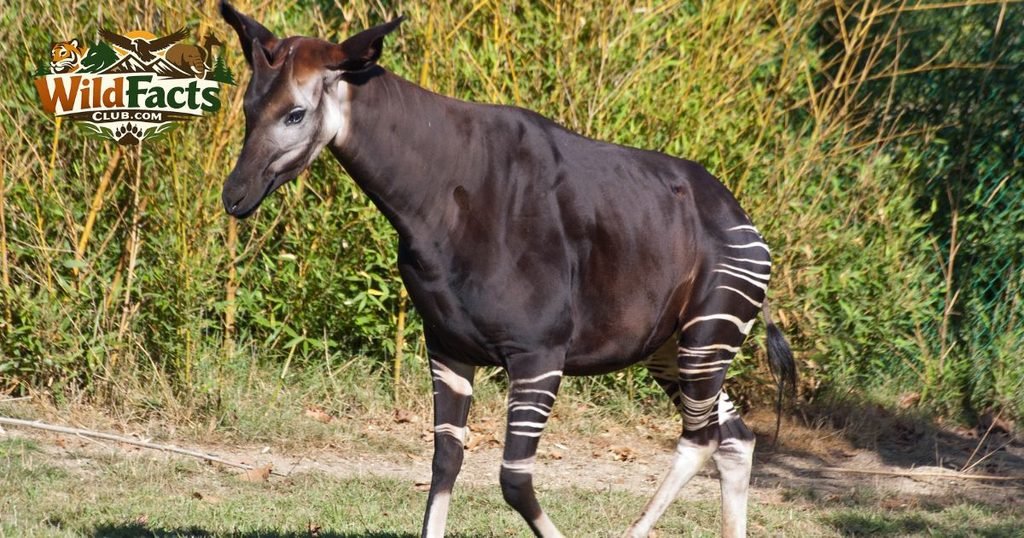 Okapi