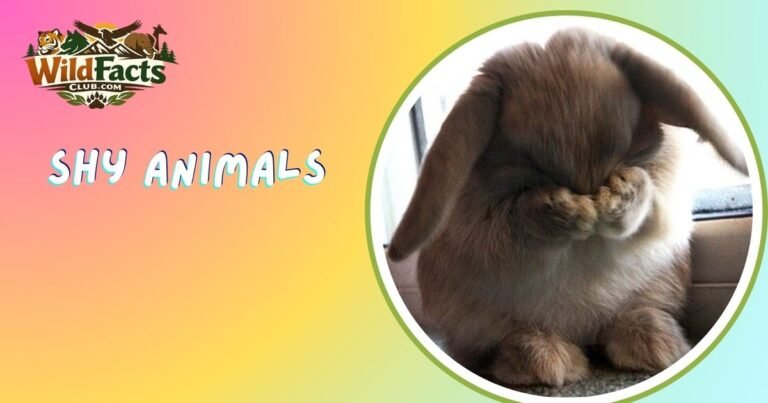 Shy Animals