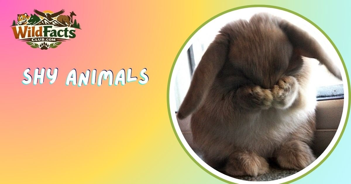 Shy Animals