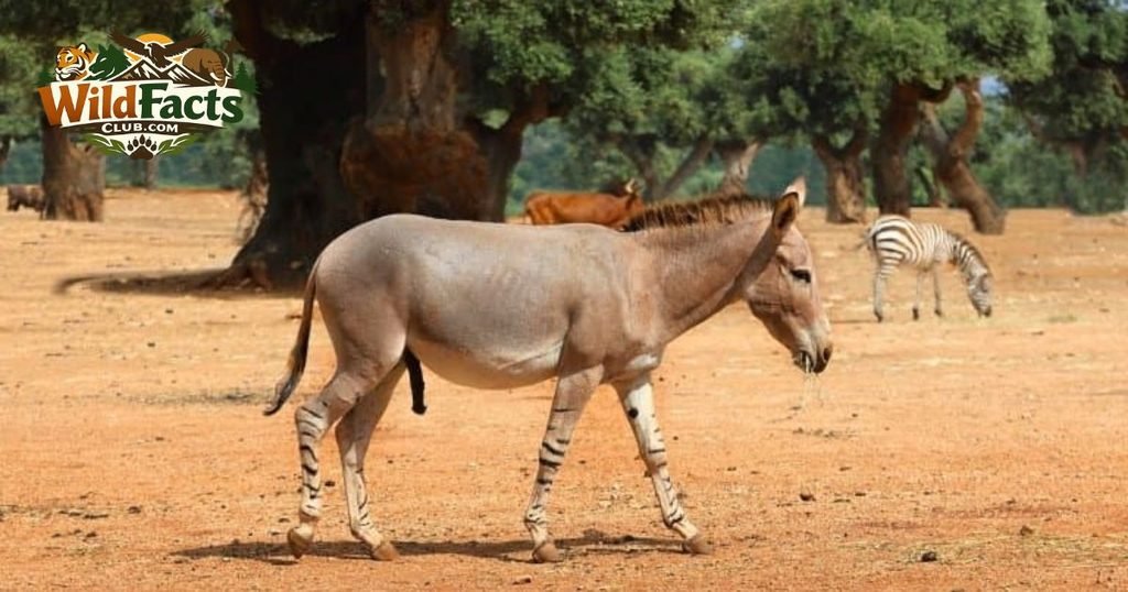 Zorse