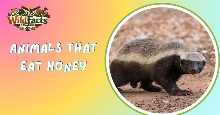 Animals That Eat Honey