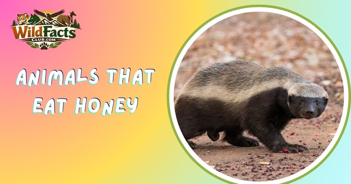 Animals That Eat Honey