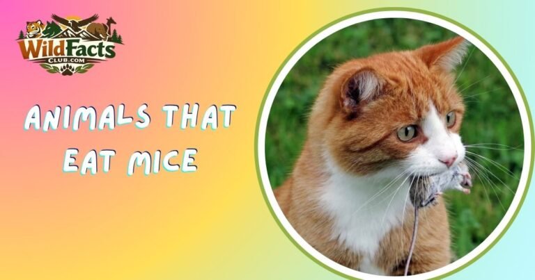 Animals That Eat Mice