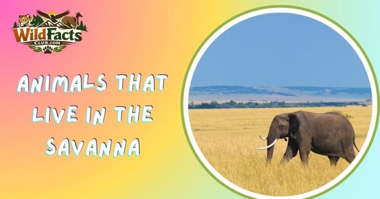 Animals That Live In The Savanna