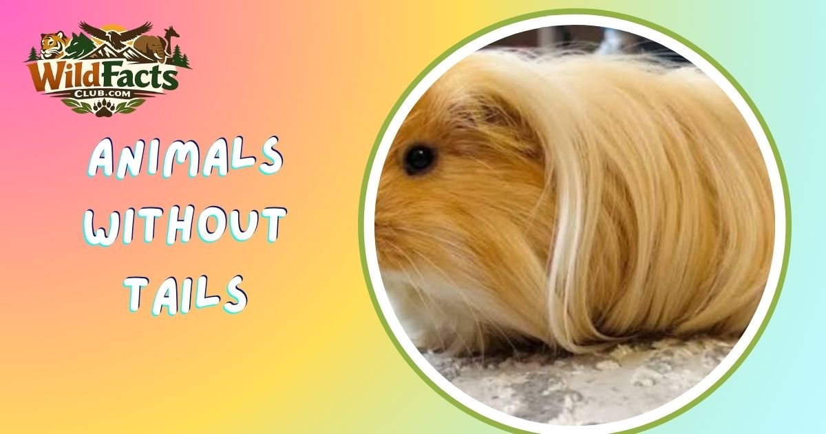 Animals Without Tails