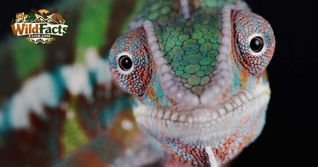 Chameleon