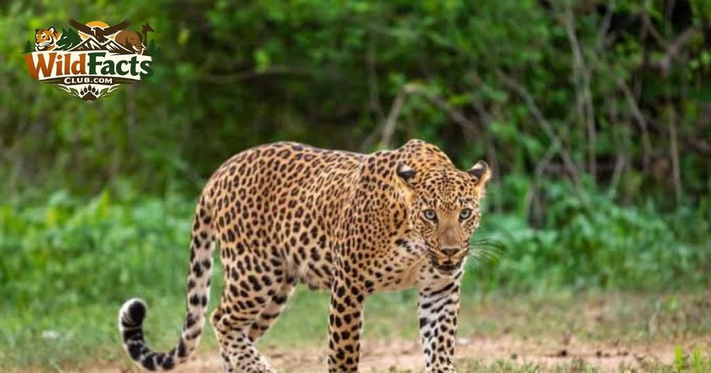 Cheetahs