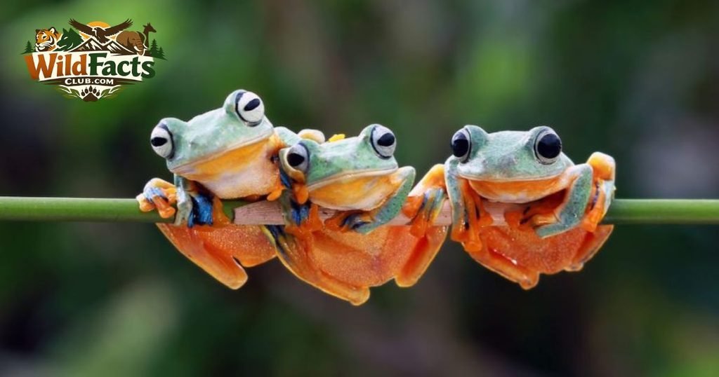 Frogs