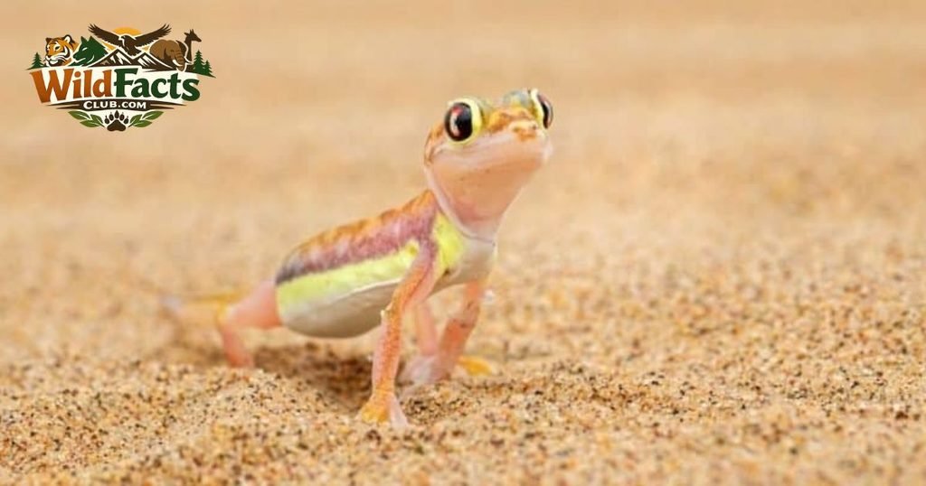 Geckos
