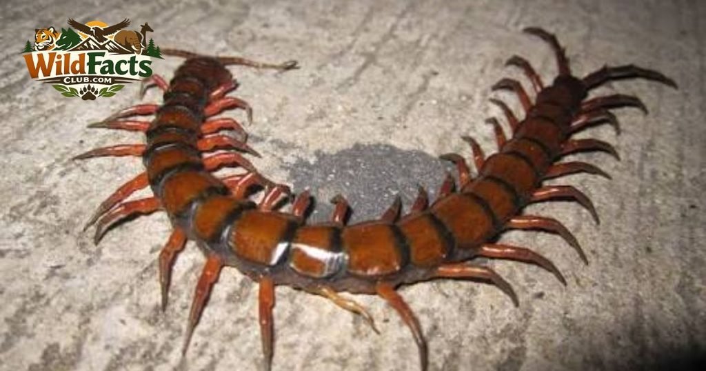 Giant Centipede
