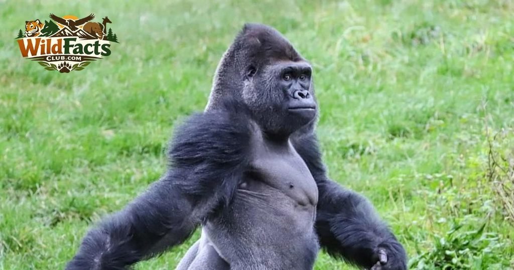 Gorillas