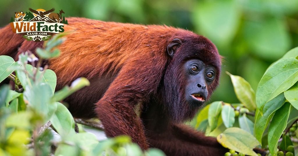Howler Monkeys