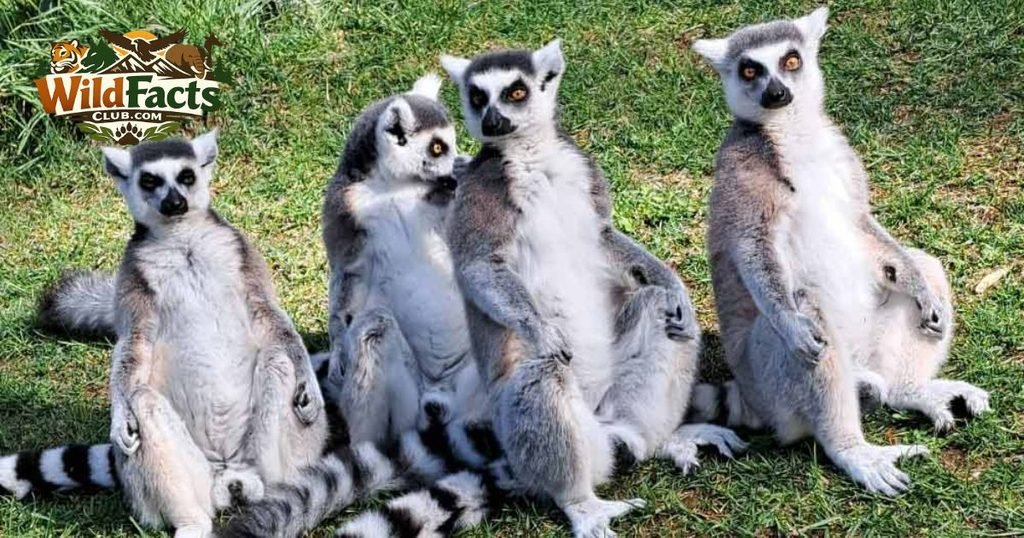 Lemurs