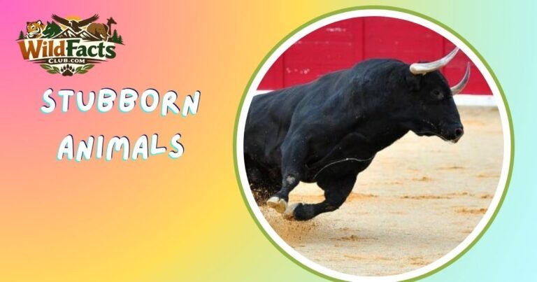 Stubborn Animals