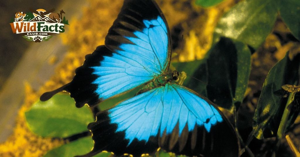Ulysses Butterfly