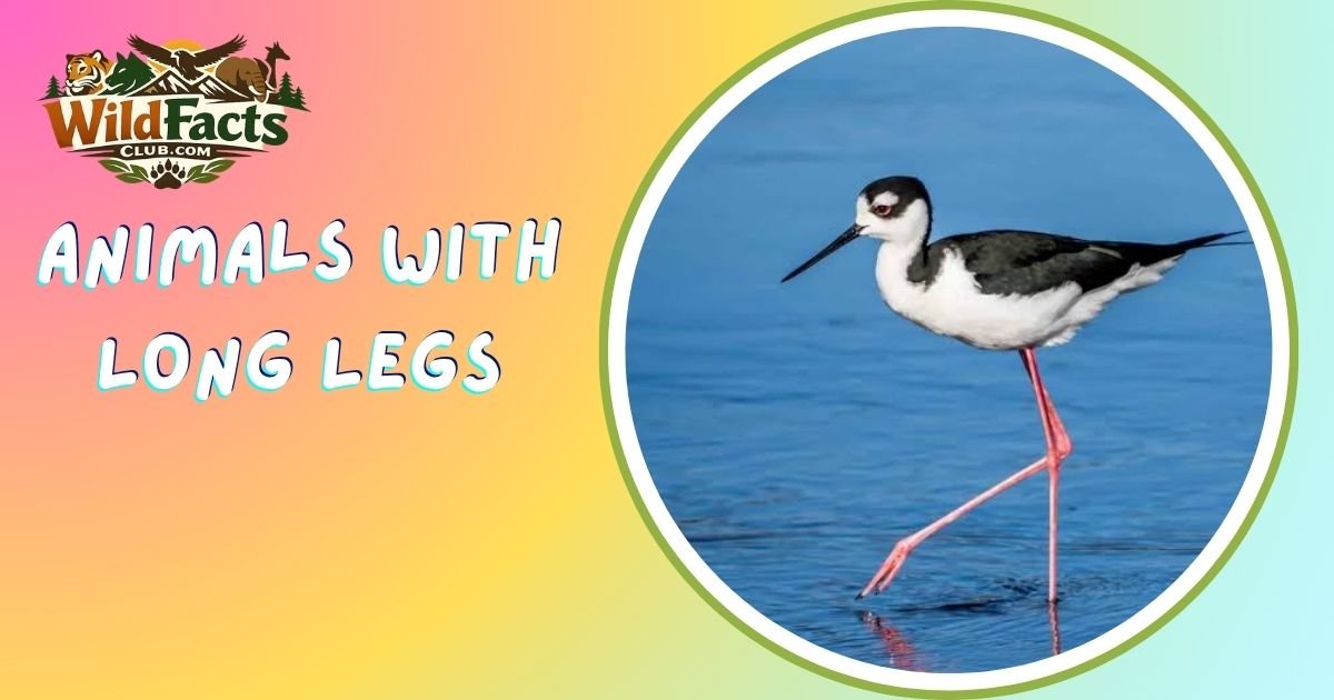 Animals With Long Legs