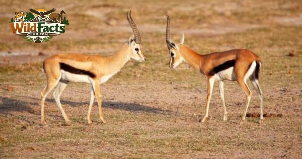 Antelopes