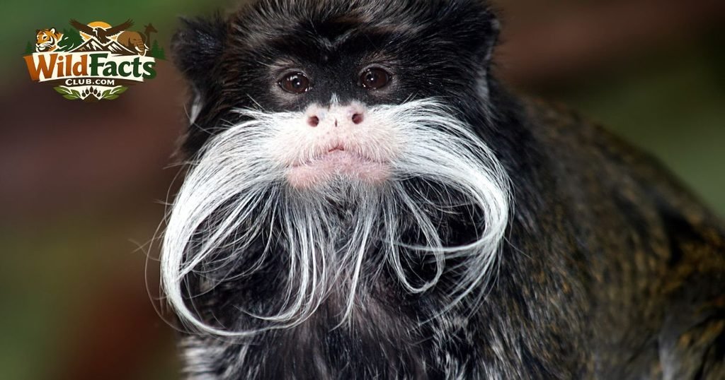 Common Tamarin