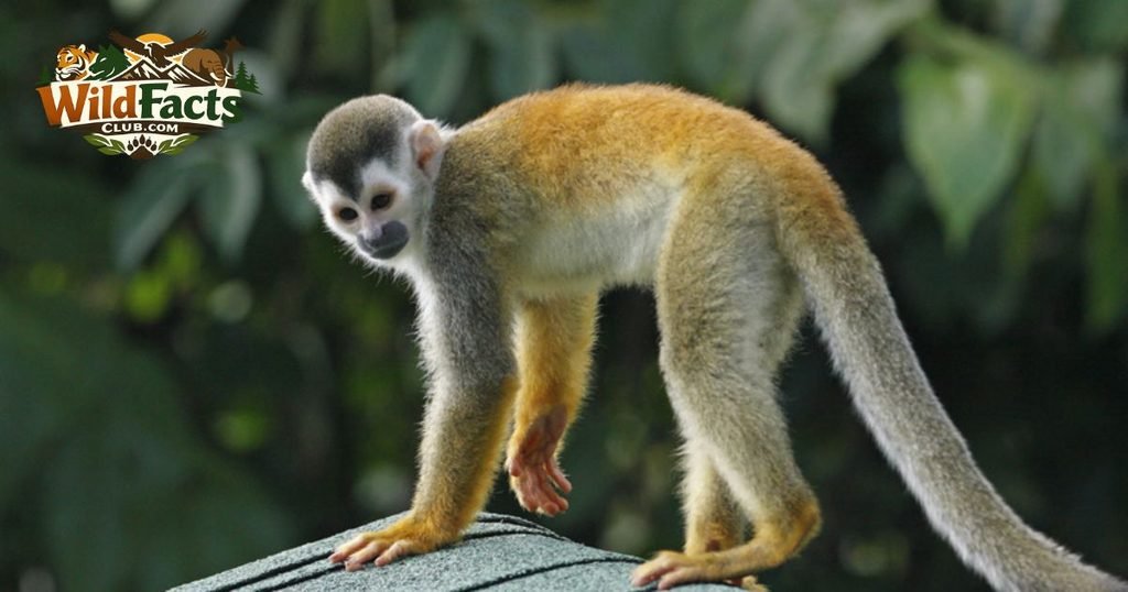 Squirrel Monkey